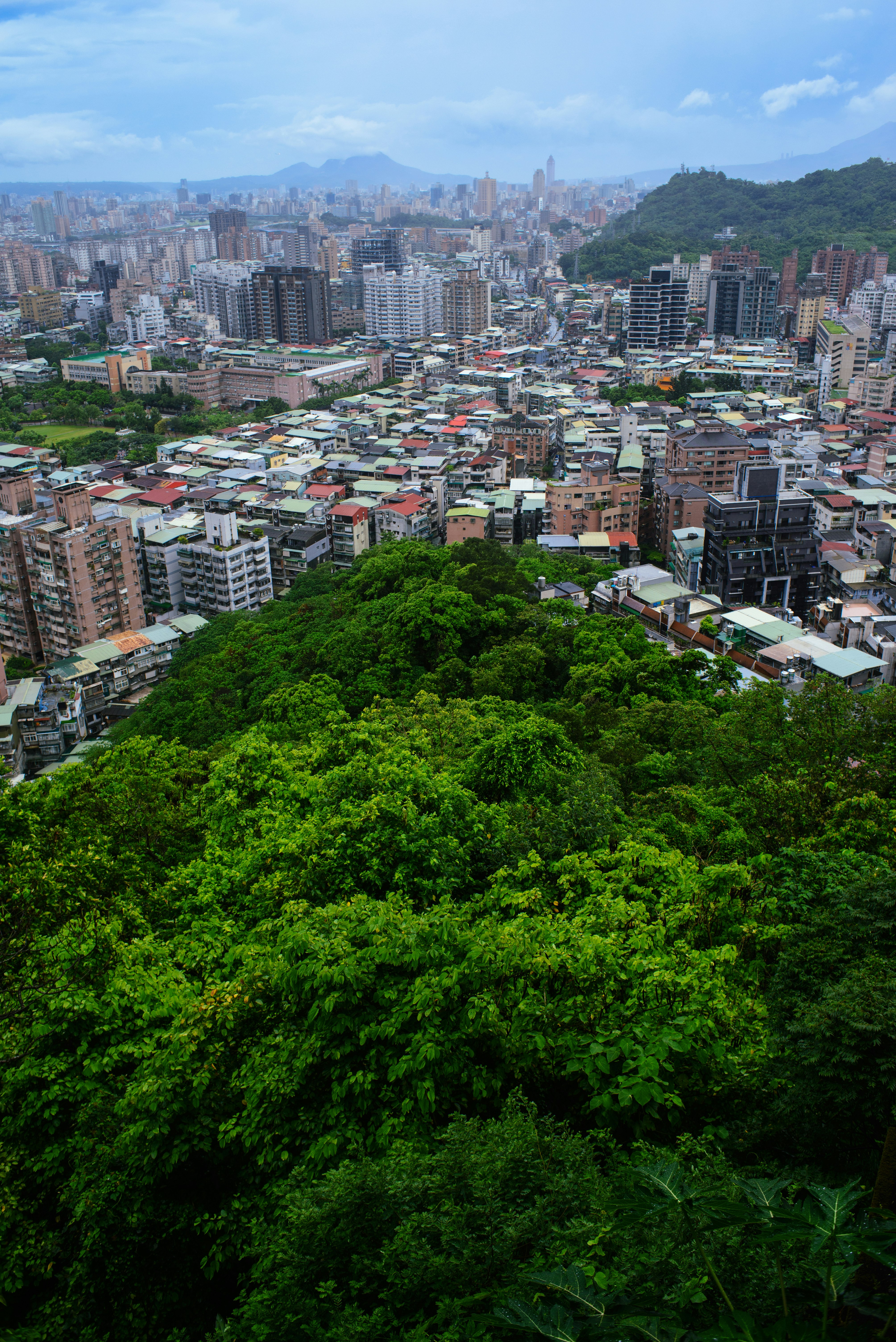 green trees and city buildings during daytime